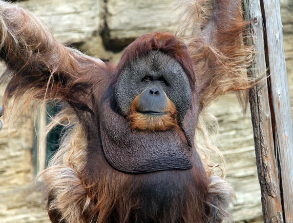 Orang-Utan-Männchen — Stockfoto