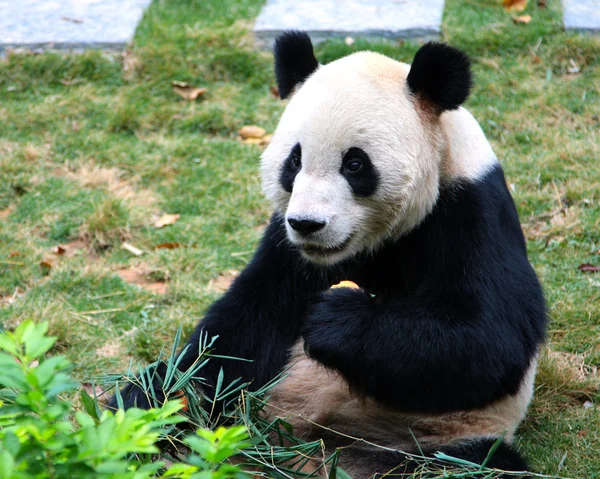 Giant panda eating bamboo — Stock Photo, Image