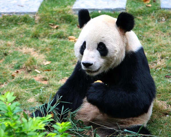 Dev panda bambu yiyor. — Stok fotoğraf