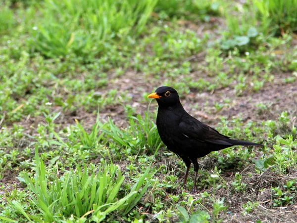 Blackbird på det gröna gräset — Stockfoto
