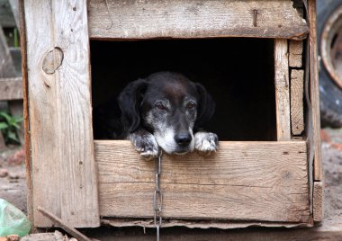 yaşlı bir köpek bir köpek kulübesi