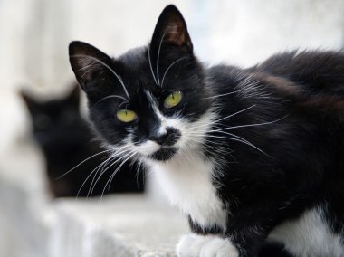 birbiri ardına oturan iki kedi