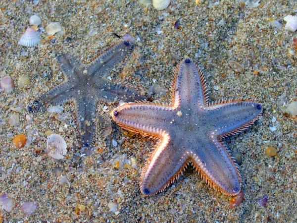 Dwa rozgwiazda na plaży — Zdjęcie stockowe