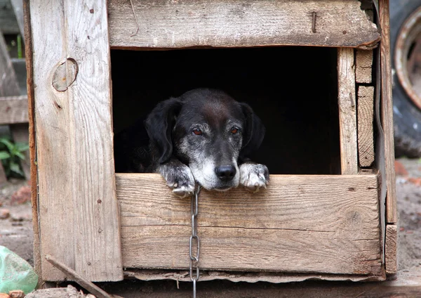 yaşlı bir köpek bir köpek kulübesi