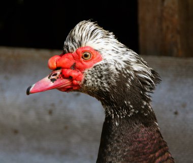 Moscovy ördeği (Cairina moschata)