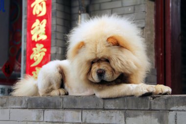 Beyaz chou-chou köpek