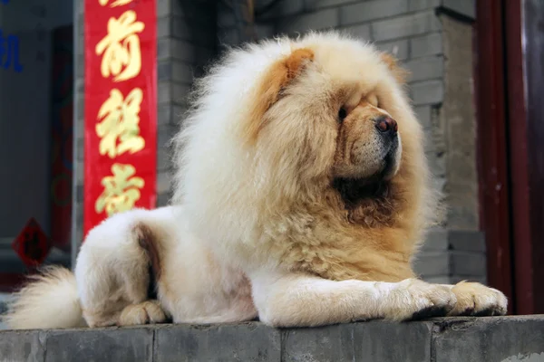 Chow-chow cão branco — Fotografia de Stock