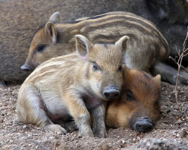 Sleeping wild piglets — Stock Photo, Image