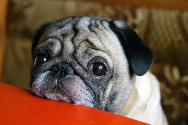 Pug with sad eyes — Stock Photo, Image