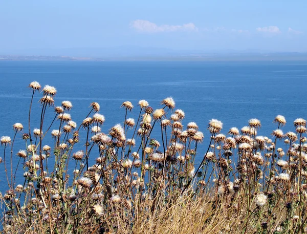 Dry flowers on a background of the Sea of Marmara — Stock Photo, Image