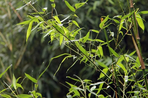 Lluvia en el bosque de bambú — Foto de Stock