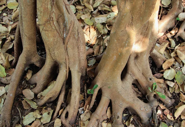 Rötter av banyanträd — Stockfoto