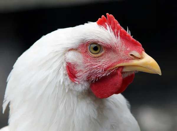 Portrait of a white broiler chicken closeup — Stock Photo, Image