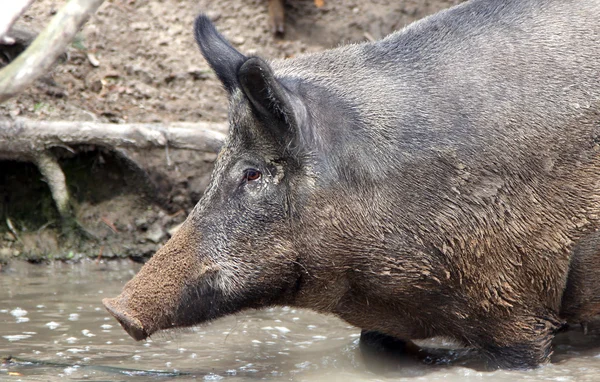 Cinghiale femmina in piedi in acqua — Foto Stock