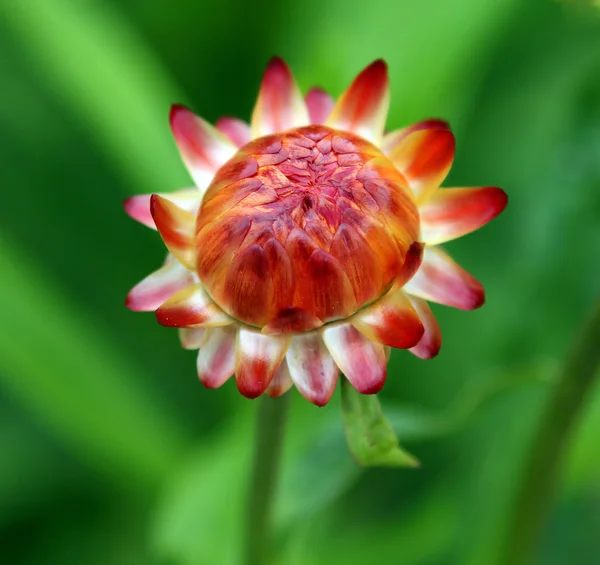 Orange blomma på en grön bakgrund — Stockfoto