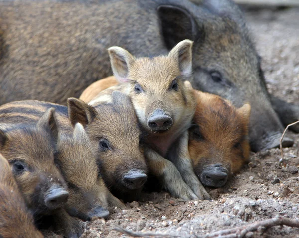 Wild piglets — Stock Photo, Image