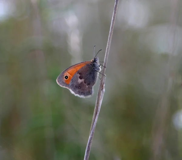 Kleiner Schmetterling sitzt auf einem Grashalm — Stockfoto