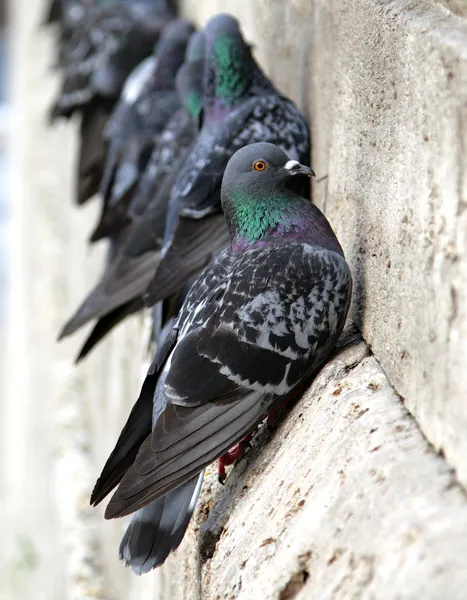 Tauben an der Hauswand in Großaufnahme — Stockfoto