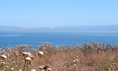 marmara Denizi kıyısında kuru çiçekler