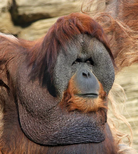 Porträt eines erwachsenen männlichen Orang-Utans im Zoo — Stockfoto