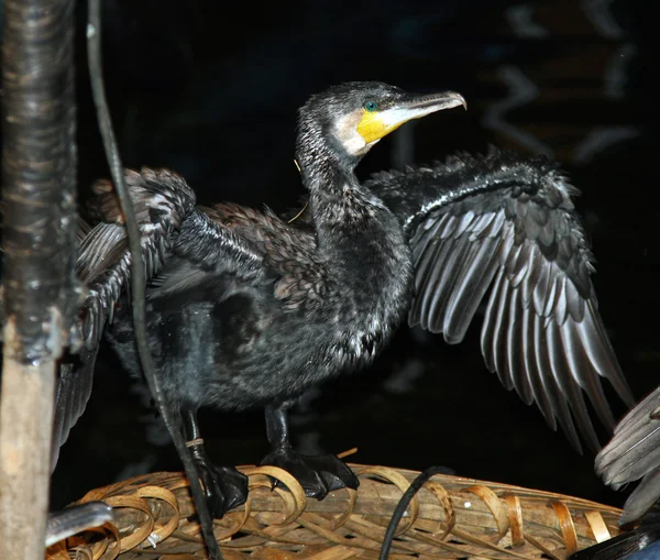 Cormorant sèche les ailes après la pêche nocturne — Photo