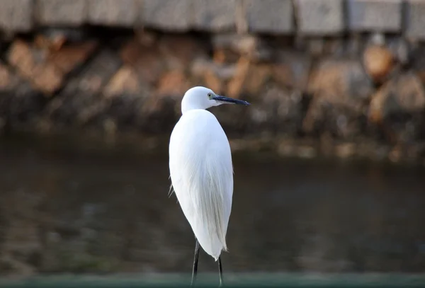 Garza blanca en la orilla del lago en Xiamen, China —  Fotos de Stock