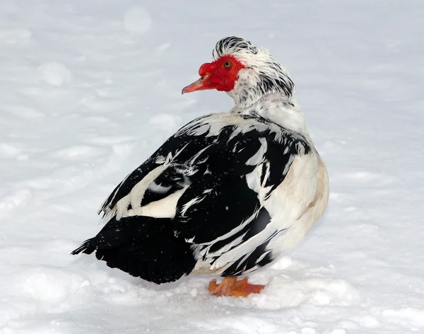 Moskauer Ente im Schnee — Stockfoto