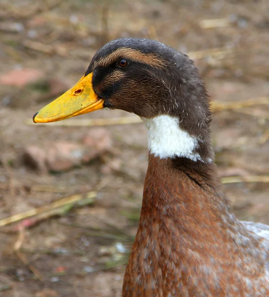 Pato manchado em um pátio de aves de capoeira — Fotografia de Stock