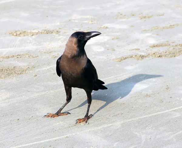 Indiska house crow (corvus splendens) på stranden i goa — Stockfoto