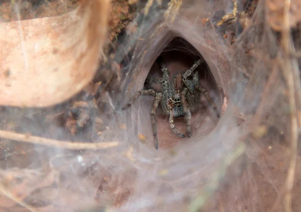 Tarantula στην είσοδο λαγούμι του — Φωτογραφία Αρχείου