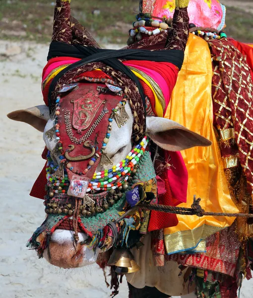 Vaca sagrada india en la playa en GOA — Foto de Stock