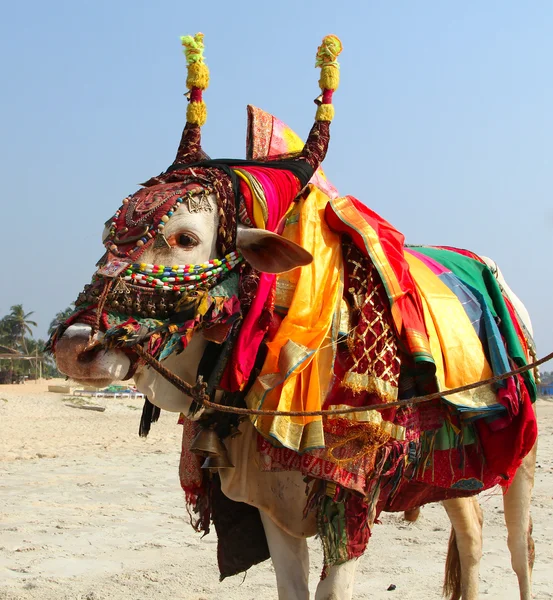 Indiase heilige koe op het strand in goa — Stockfoto