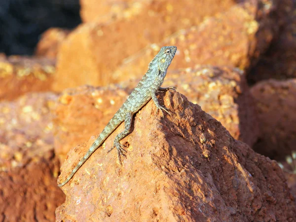 Mottled lizard sitting on rocks and basking in the sun — Stock Photo, Image