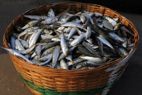 Свежая рыба в плетеной корзине на побережье Лицензионные Стоковые Изображения