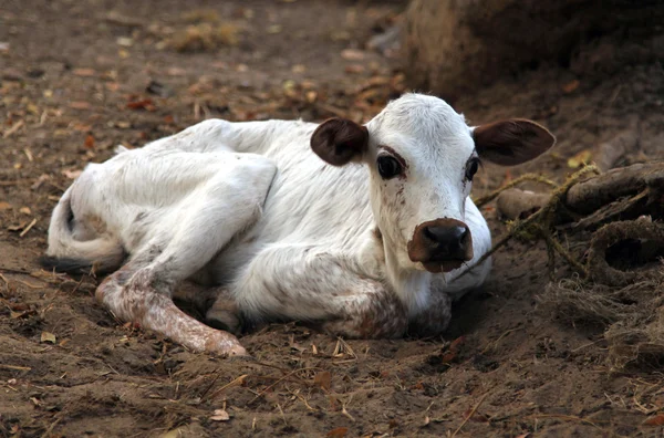 Newborn white calf lying on the ground, India — Stock Photo, Image