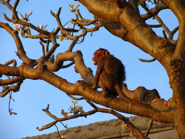 Opice s obnaženými zuby na větev stromu — Stock fotografie