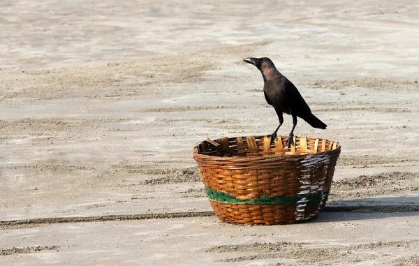 Indiska house crow (corvus splendens) sitter på en flätad korg — Stockfoto