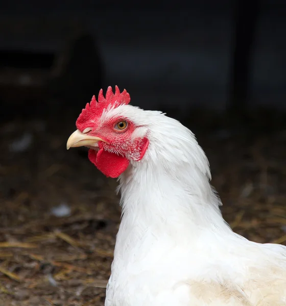 Gallo blanco — Foto de Stock