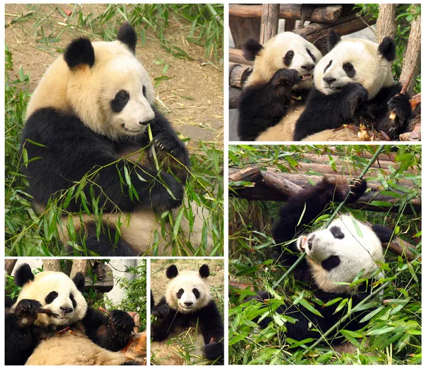 Collage de comer pandas gigantes de bambú — Foto de Stock