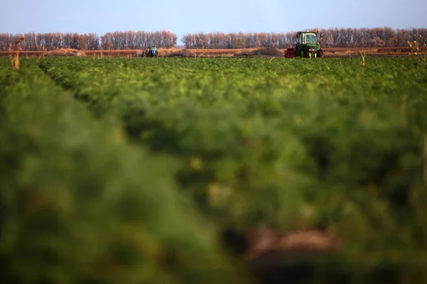 Dois tratores no terreno. Colheita sazonal de legumes. Agricultura. Desfocado. Espaço de cópia. — Fotografia de Stock