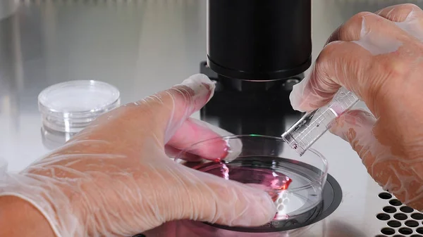 Aproximação do procedimento de fertilização in vitro. Um embriologista usando luvas de proteção goteja o meio de um tubo de ensaio de plástico na placa de Petri. Tecnologias reprodutivas. Problemas com a concepção de uma criança — Fotografia de Stock