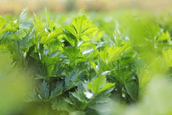 Ramas verdes de apio. Recoger apio. Agricultura. Cosecha otoñal de tubérculos. Lugar libre. Agricultura. Lugar libre. Foto de fondo. Fuera de foco. —  Fotos de Stock