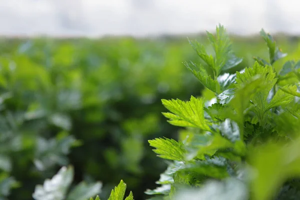 Ramas verdes de apio. Recoger apio. Agricultura. Cosecha otoñal de tubérculos. Lugar libre. Agricultura. Lugar libre. Foto para el fondo. Fuera de foco. —  Fotos de Stock