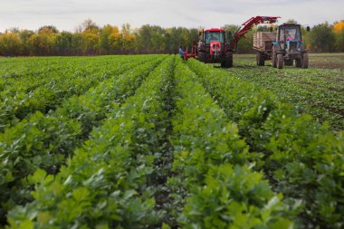 Tarım makineleri kereviz toplar. Kereviz toplar. Kök sebzenin yeşil yaprakları. Tarım. Organik tarım. Sebze toplama mevsimi. Odaklanamıyorum.