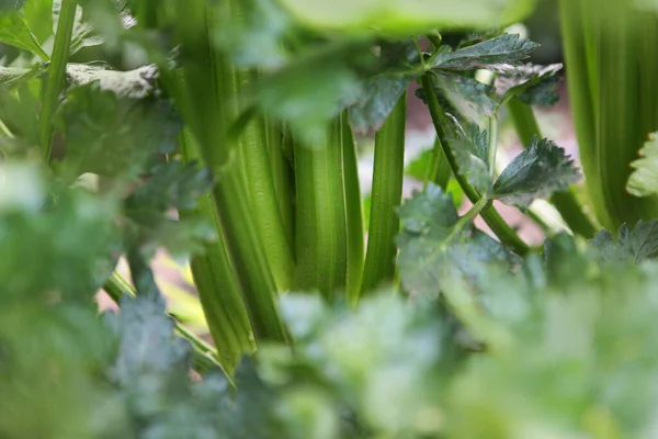 Apio Jardín Temporada Cosecha Verduras Tubérculos Trabajo Otoño Granja Agricultura —  Fotos de Stock
