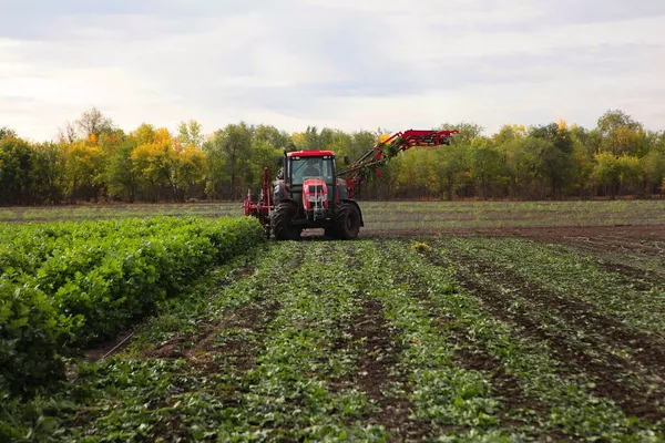 Landbouwmachines Voor Het Oogsten Van Selderij Oogstseizoen Van Groenten Wortelgewassen — Stockfoto