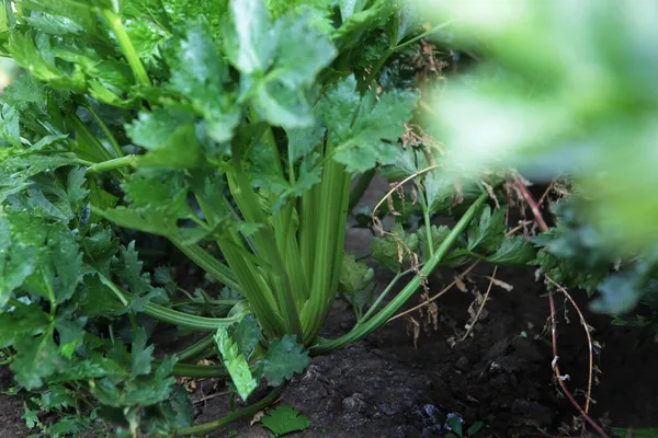 Sellerie Garten Die Erntezeit Von Gemüse Und Wurzelpflanzen Herbstliche Arbeiten — Stockfoto