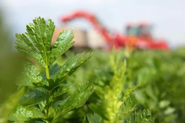 Hojas Apio Primer Plano Fondo Maquinaria Agrícola Tractor Está Fuera —  Fotos de Stock