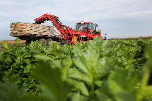 Landbouwmachines Verzamelen Selderij Seizoensgebonden Verzameling Van Groenten Wortelgewassen Selderij Uit — Stockfoto