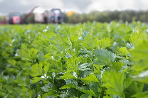 Hojas Verdes Raíz Apio Vegetable Recoger Apio Agricultura Maquinaria Agrícola —  Fotos de Stock